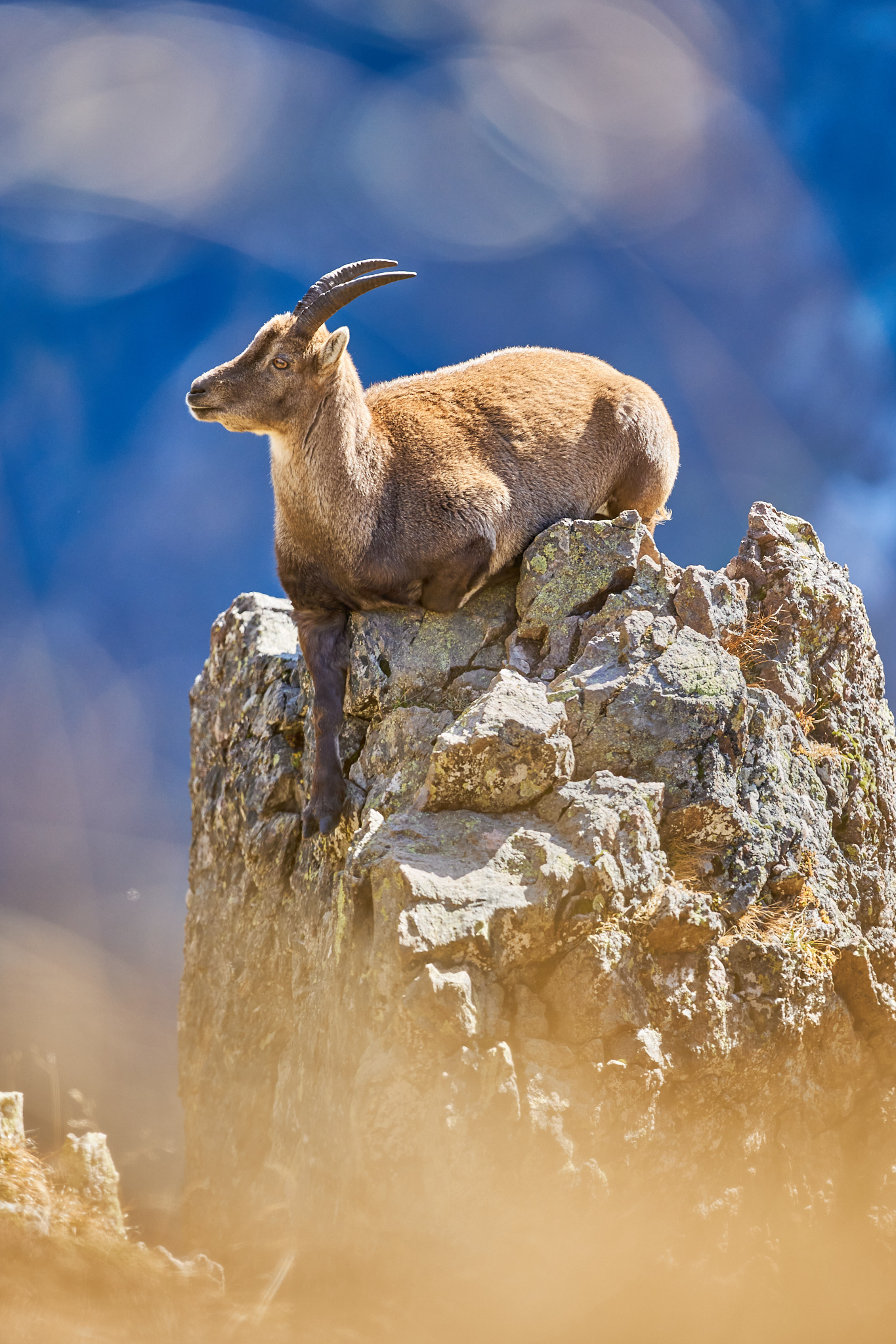Bouquetin - Valais